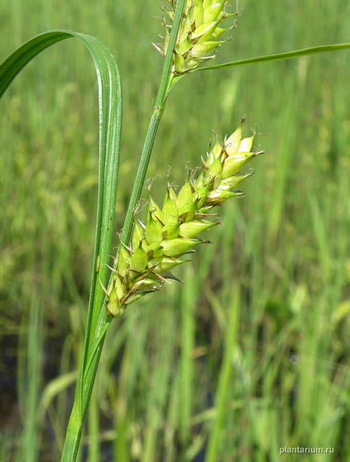 Изображение особи Carex vesicaria.