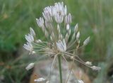 Allium inaequale