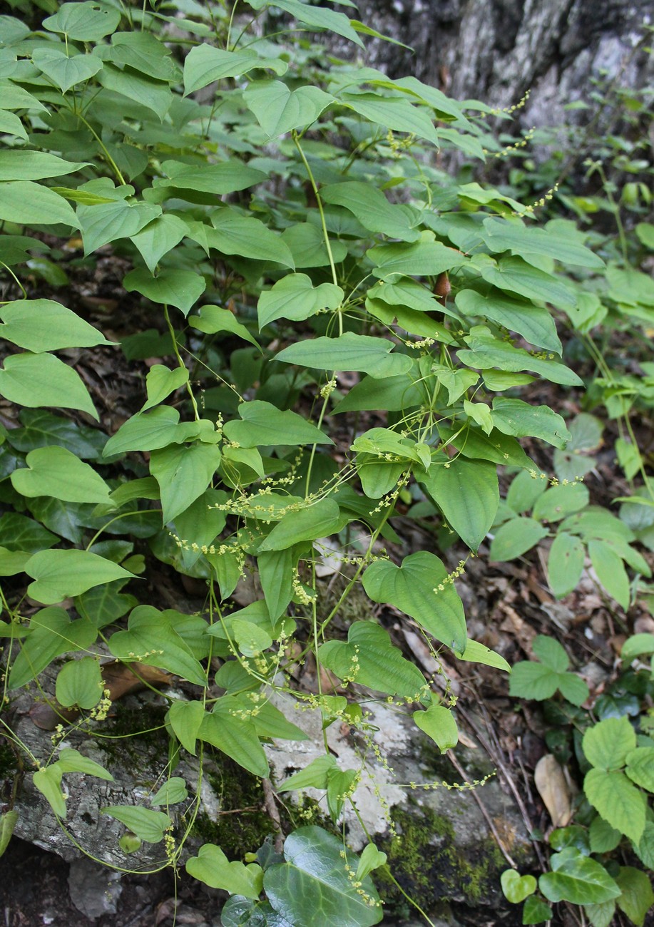 Изображение особи Dioscorea caucasica.