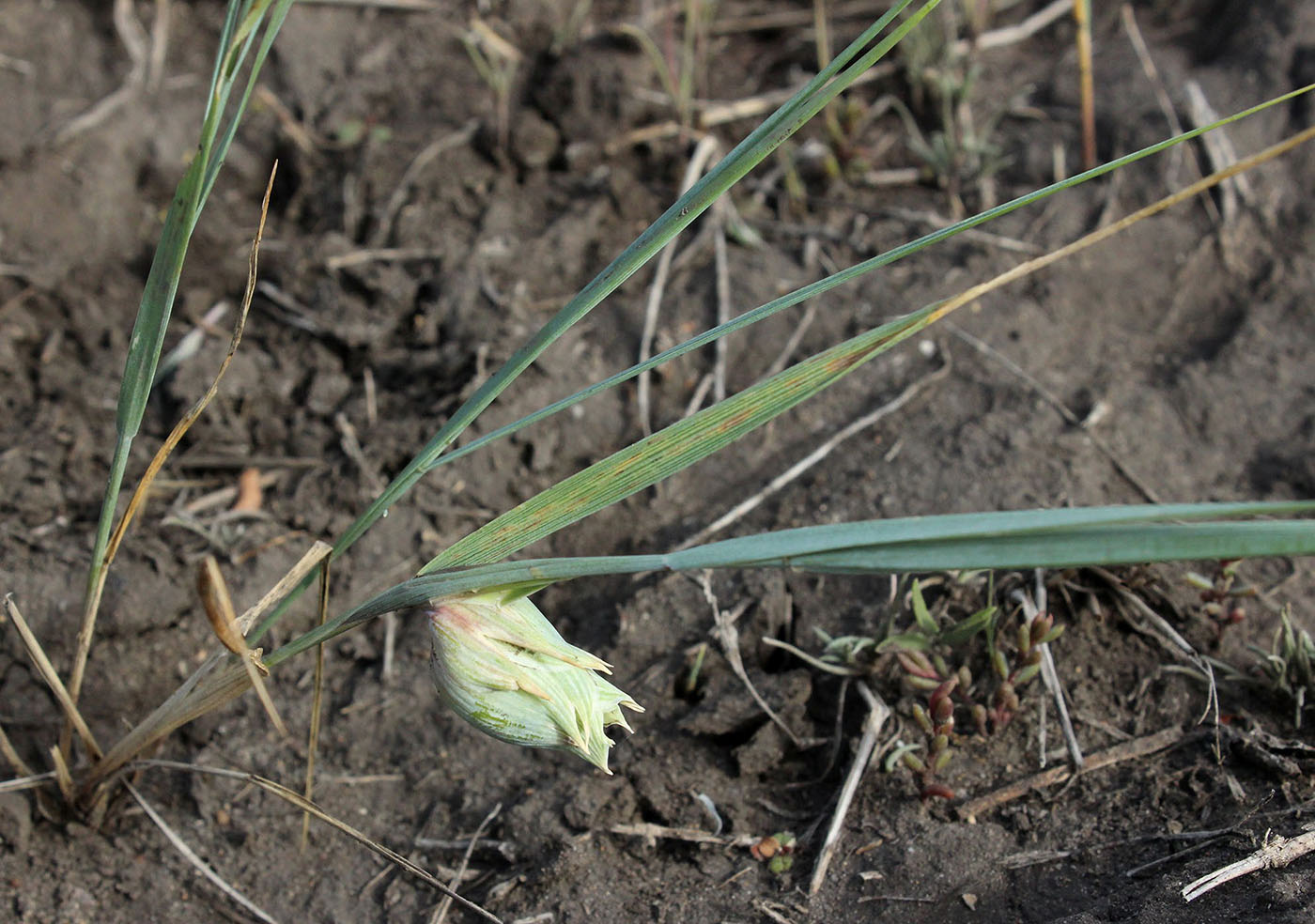 Image of familia Poaceae specimen.