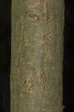 Image of taxon representative. Author is Максим Гуляев