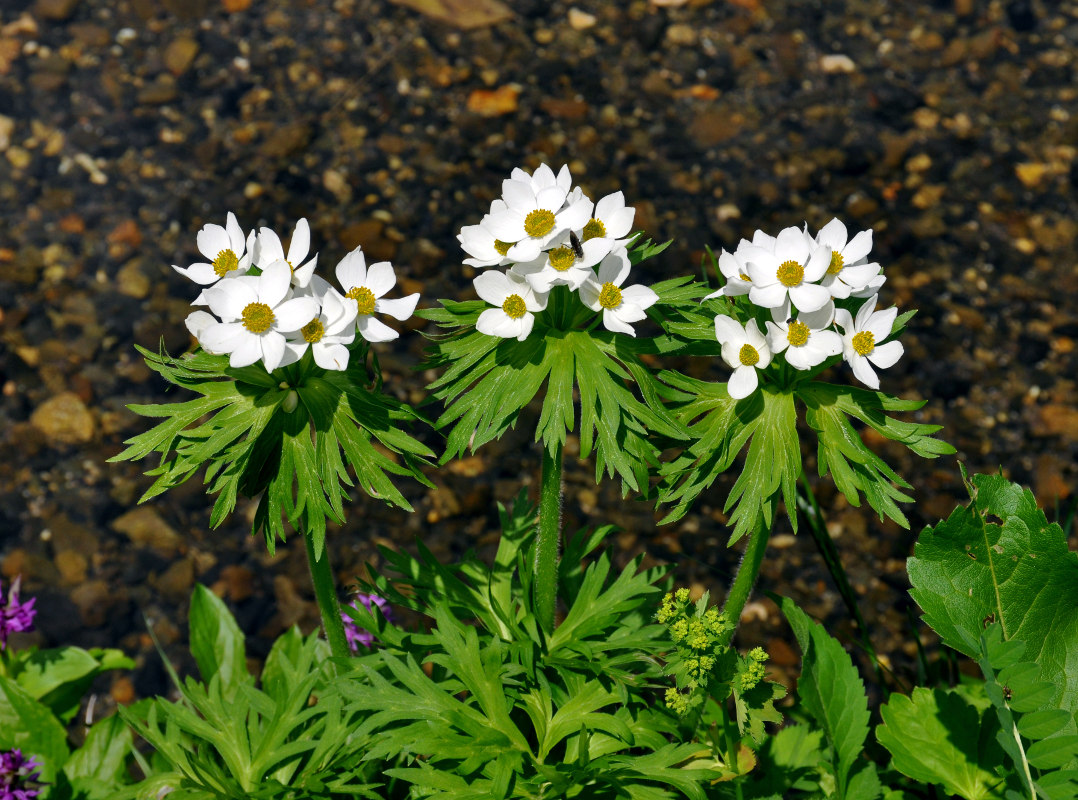 Image of Anemonastrum fasciculatum specimen.