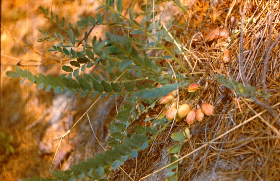 Изображение особи Astragalus kungurensis.