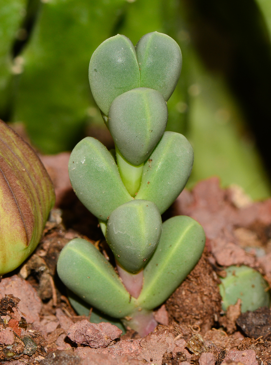 Image of Corpuscularia lehmannii specimen.