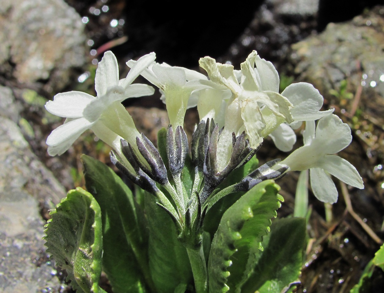 Image of Primula bayernii specimen.