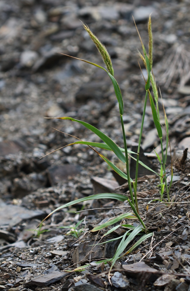 Изображение особи Elymus woroschilowii.