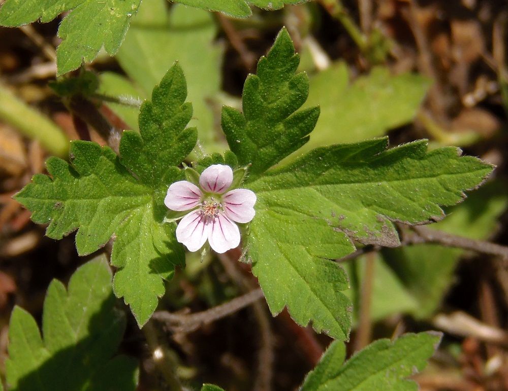 Image of Geranium sibiricum specimen.