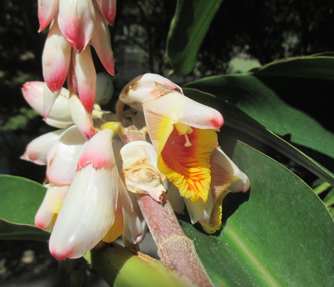 Image of Alpinia zerumbet specimen.