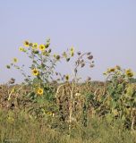 Helianthus lenticularis