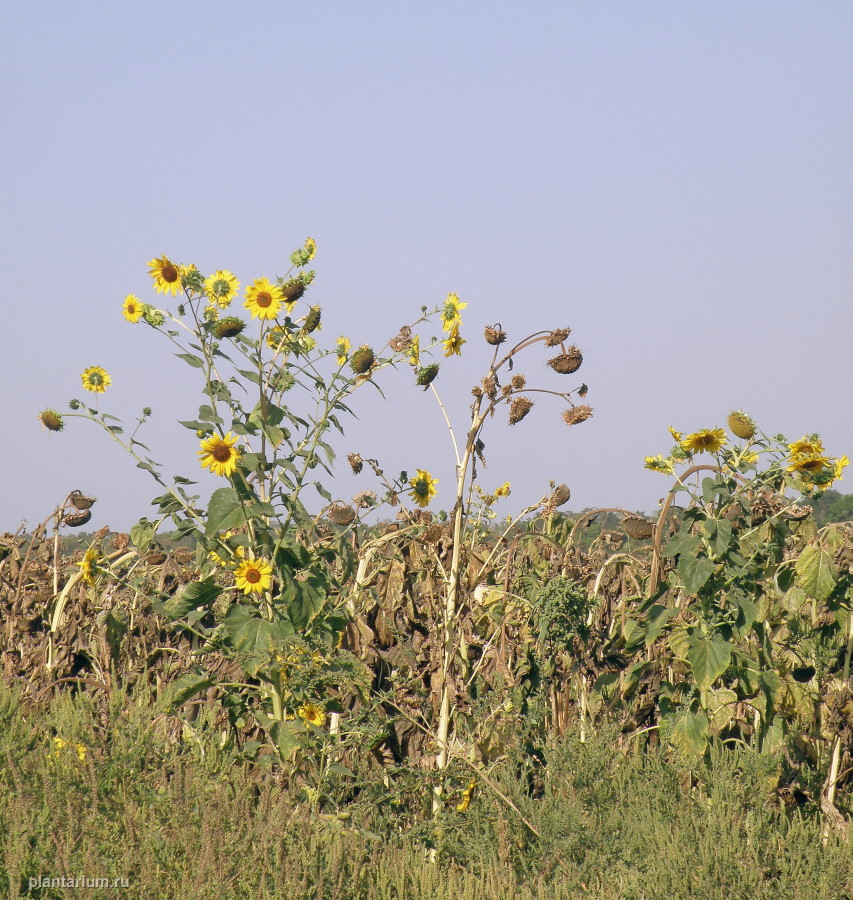 Изображение особи Helianthus lenticularis.