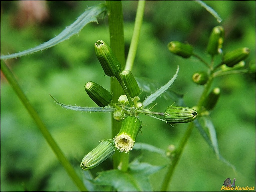 Изображение особи Erechtites hieraciifolius.