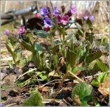 Pulmonaria obscura