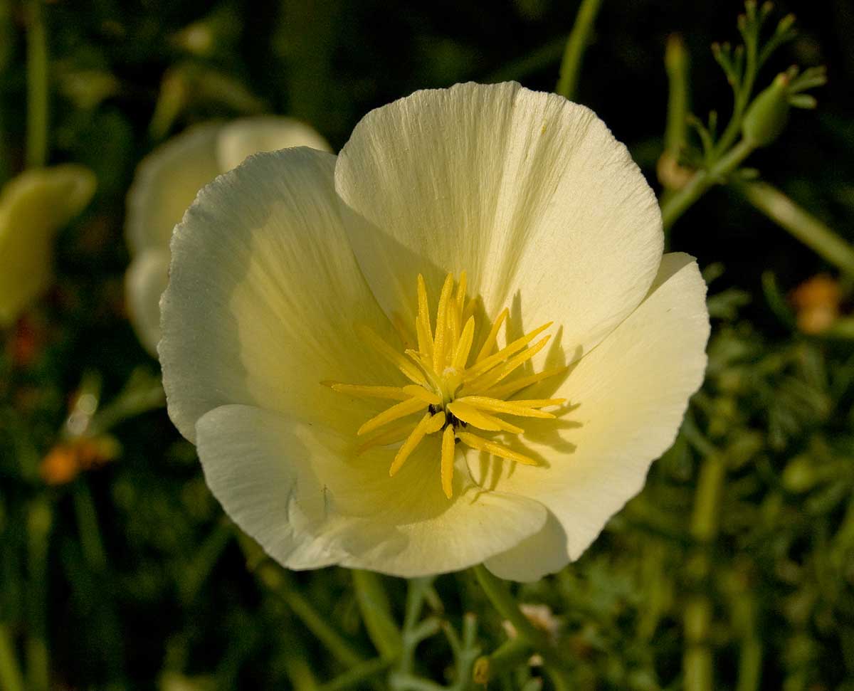 Image of Eschscholzia californica specimen.