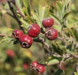 Crataegus &times; tournefortii