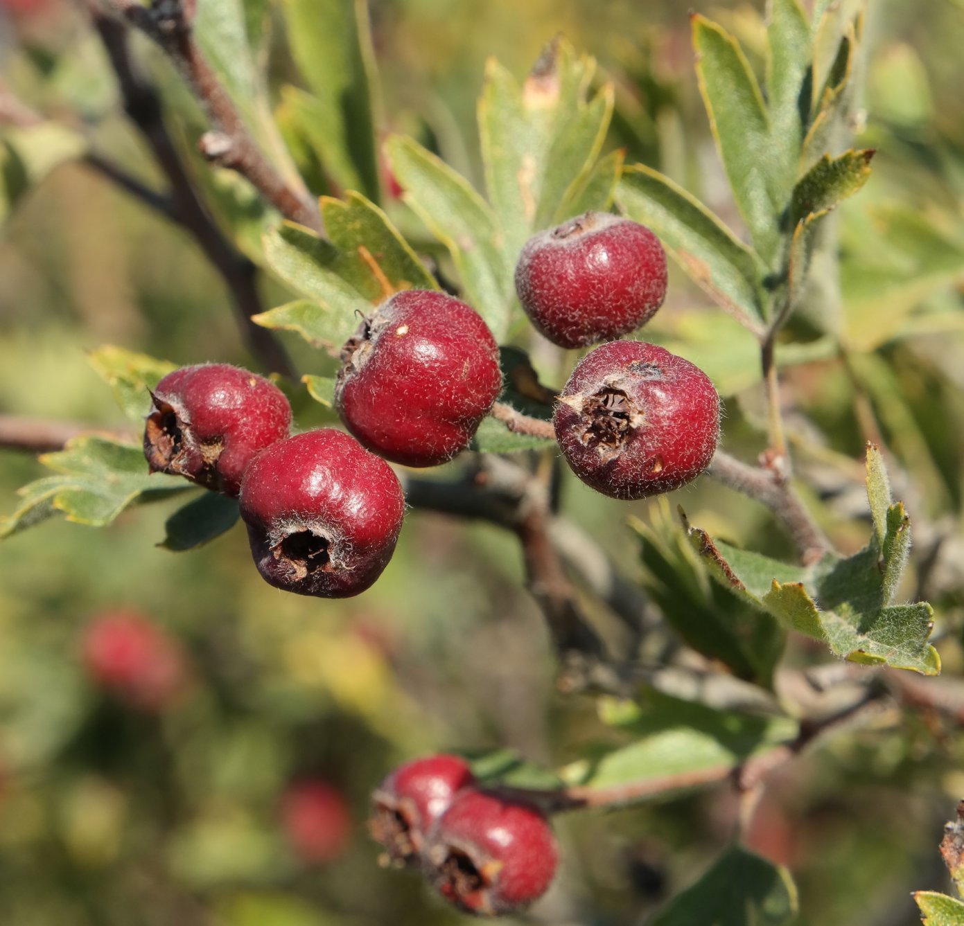 Изображение особи Crataegus &times; tournefortii.