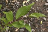 Salix jenisseensis