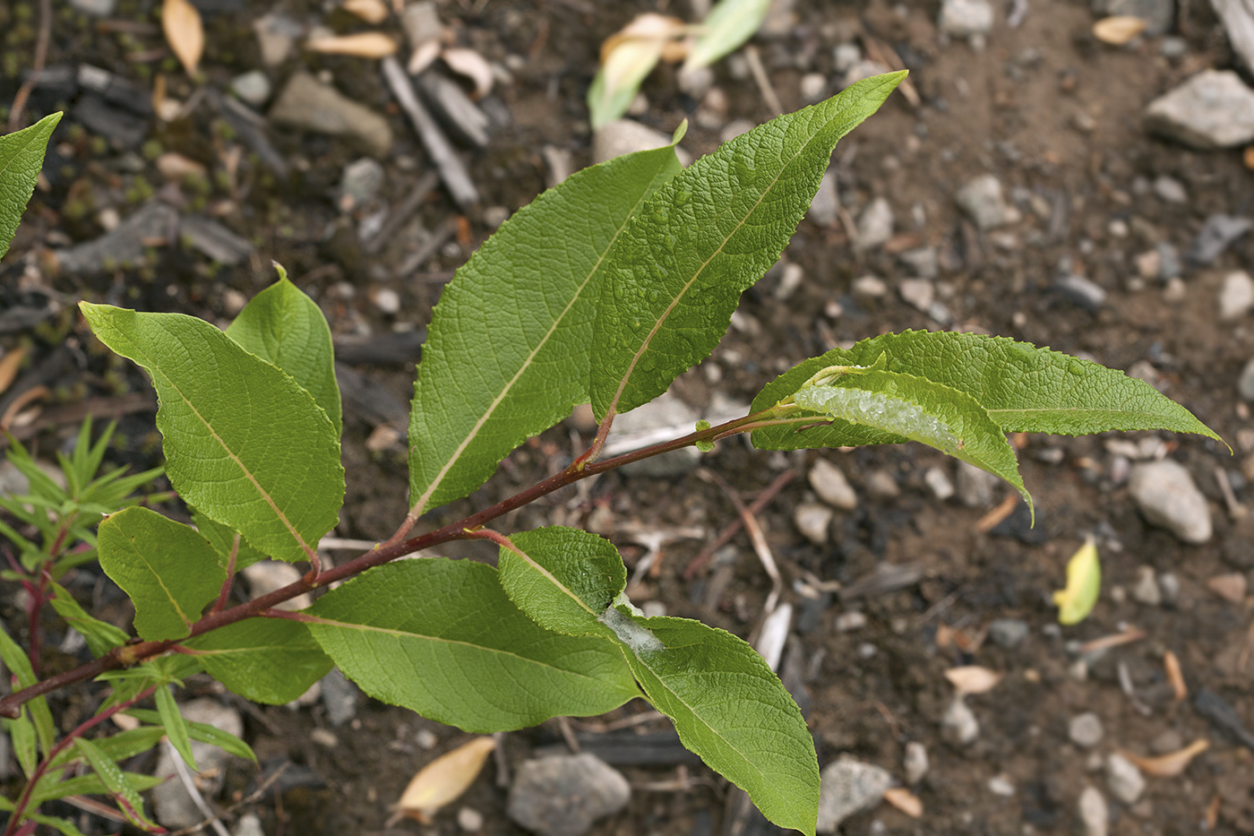 Image of Salix jenisseensis specimen.