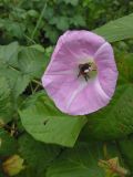 Calystegia inflata