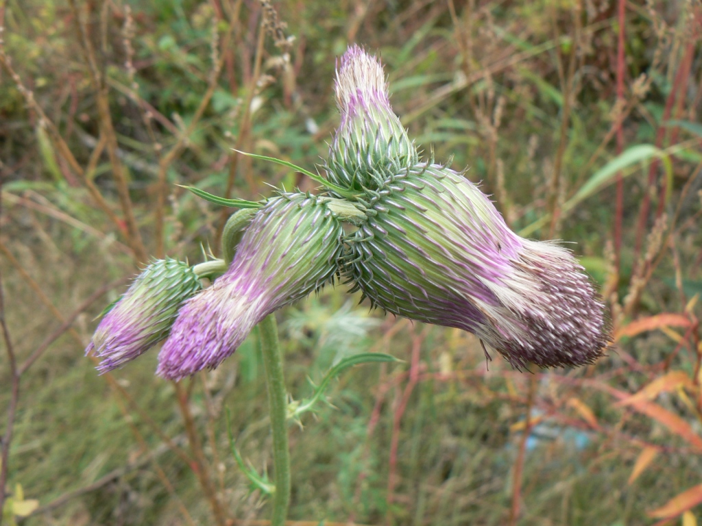 Image of Cirsium pendulum specimen.
