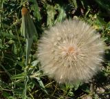 Tragopogon capitatus