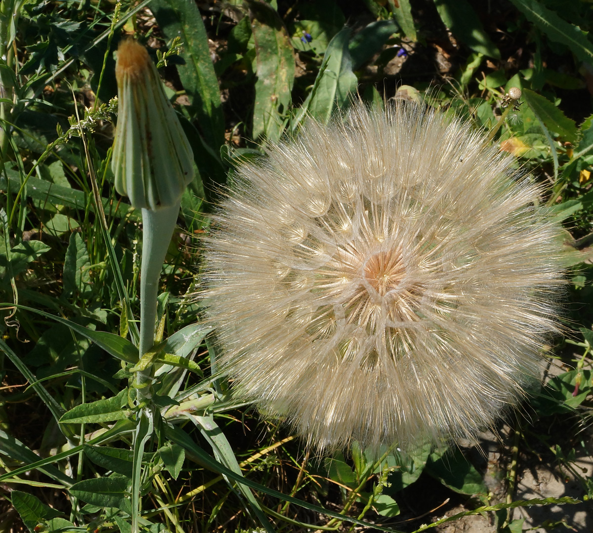 Изображение особи Tragopogon capitatus.