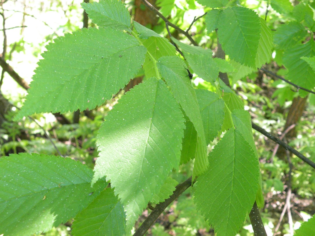 Изображение особи Ulmus glabra.