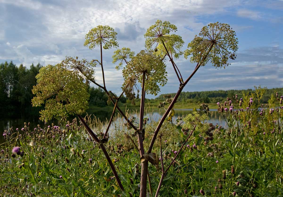 Изображение особи Archangelica officinalis.