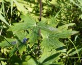 Delphinium elatum. Листья. Магаданская обл., окр. г. Магадан, мр-н Солнечный, вдоль дороги на дачи. 14.08.2016.