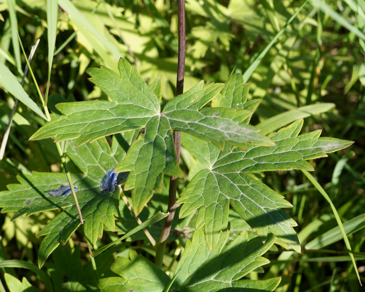 Image of Delphinium elatum specimen.