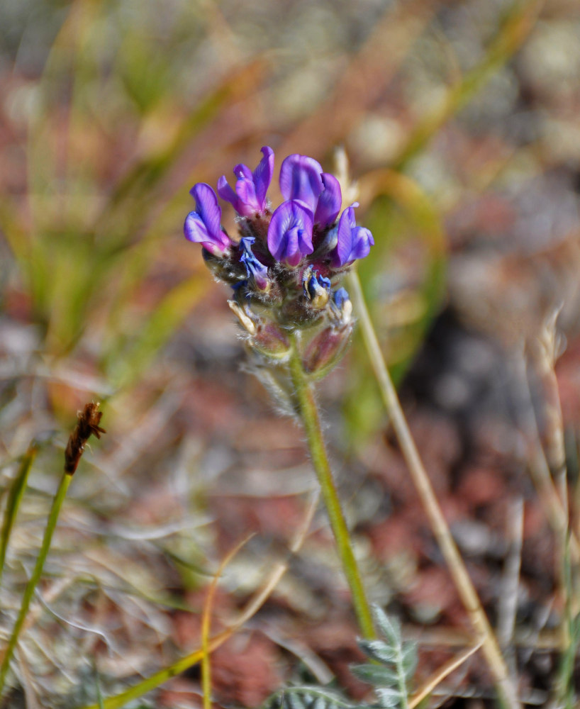 Изображение особи род Oxytropis.