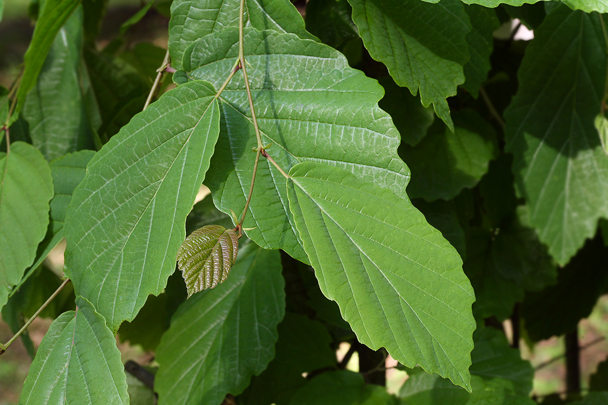 Изображение особи Hamamelis virginiana.