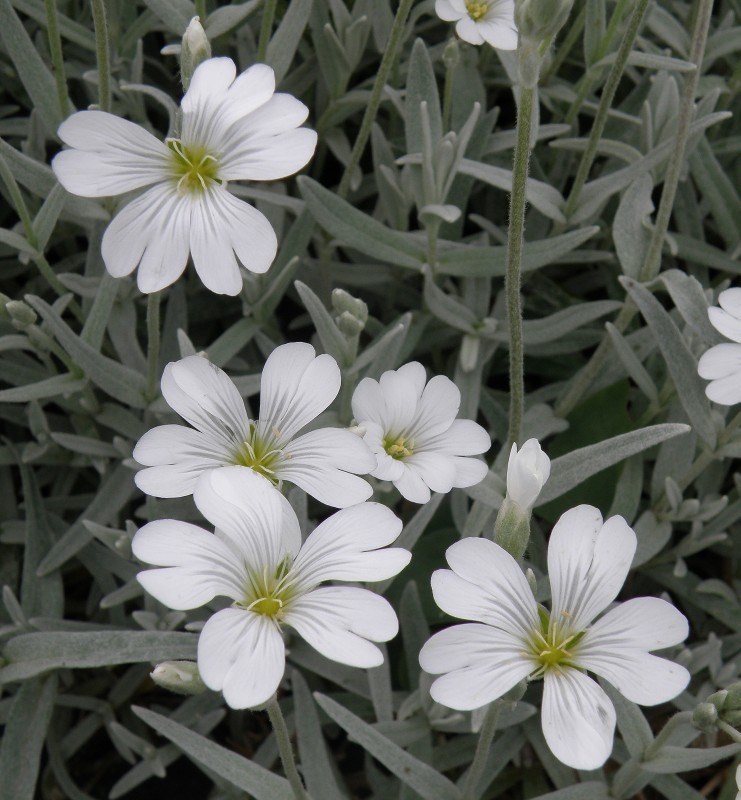 Image of Cerastium tomentosum specimen.