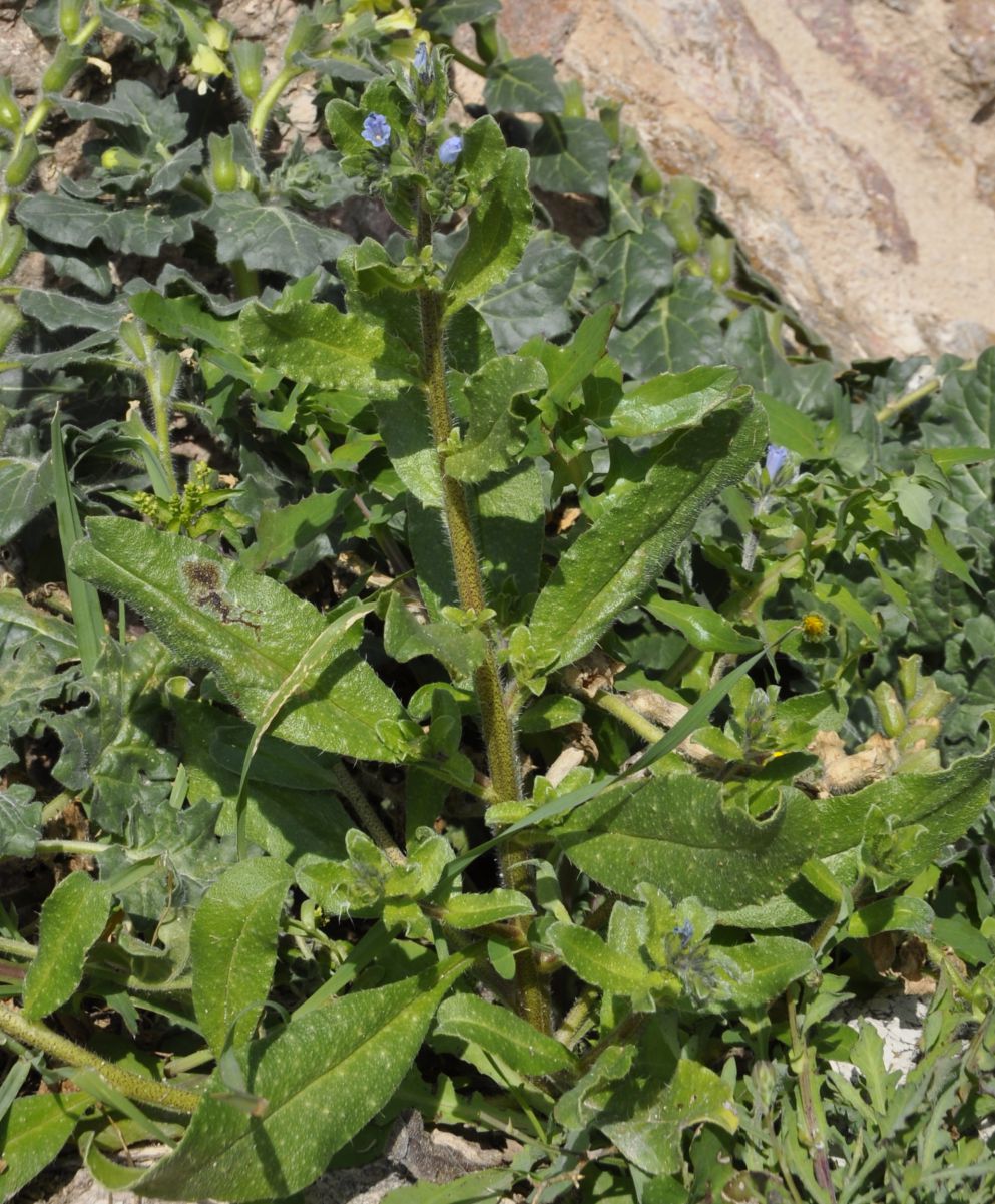 Изображение особи Echium parviflorum.
