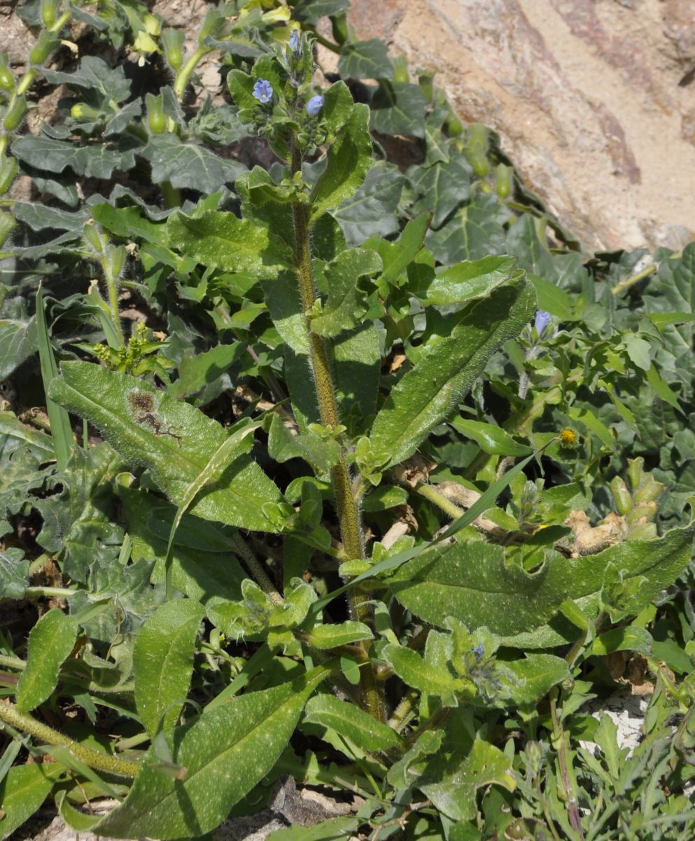 Image of Echium parviflorum specimen.