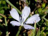 Cichorium spinosum. Соцветие-корзинка. Греция, о-в Крит, ном Ханья (Νομός Χανίων), дим Платаньяс (Δήμος Πλατανιά), горный массив Лефка Ори (Λευκά Όρη), урочище Ксилоскало (Ξυλόσκαλο), ≈ 1200 м н.у.м., обочина автомобильной дороги. 28 июня 2017 г.