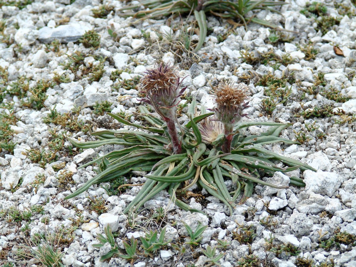 Image of Saussurea schanginiana specimen.