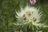 Cirsium obvallatum