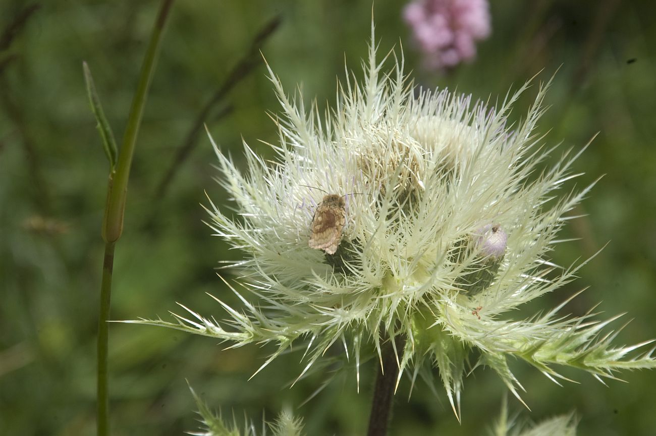 Изображение особи Cirsium obvallatum.