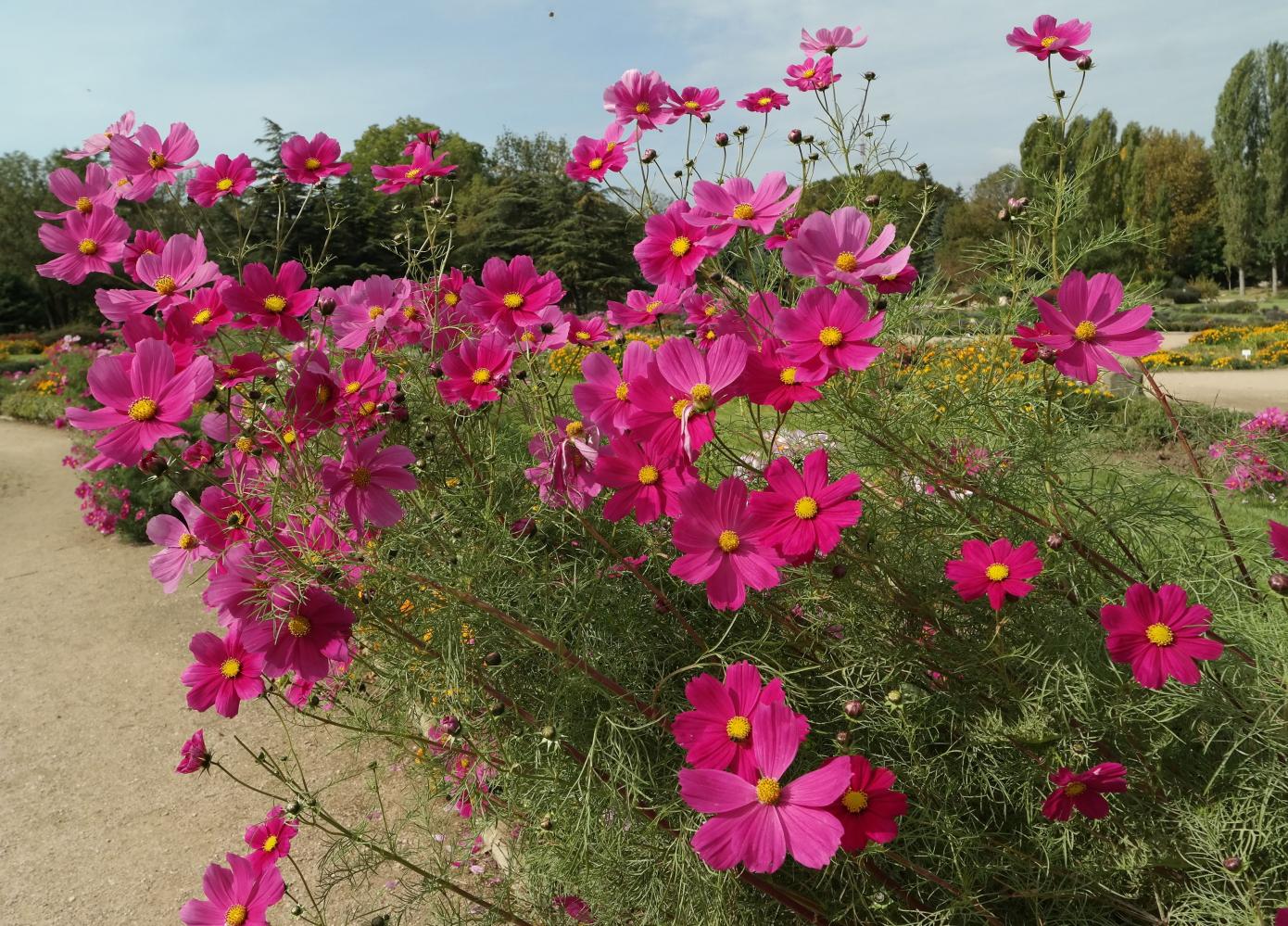 Image of Cosmos bipinnatus specimen.