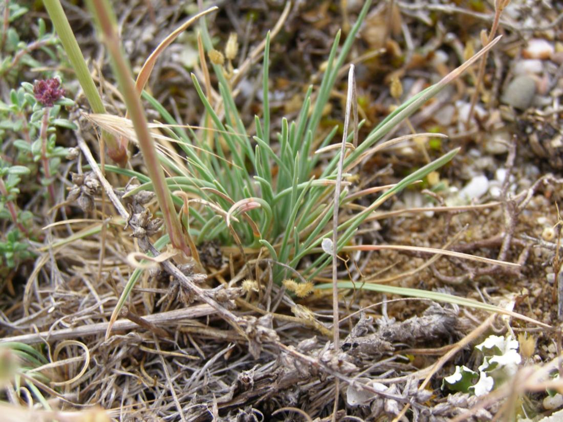 Image of Koeleria brevis specimen.