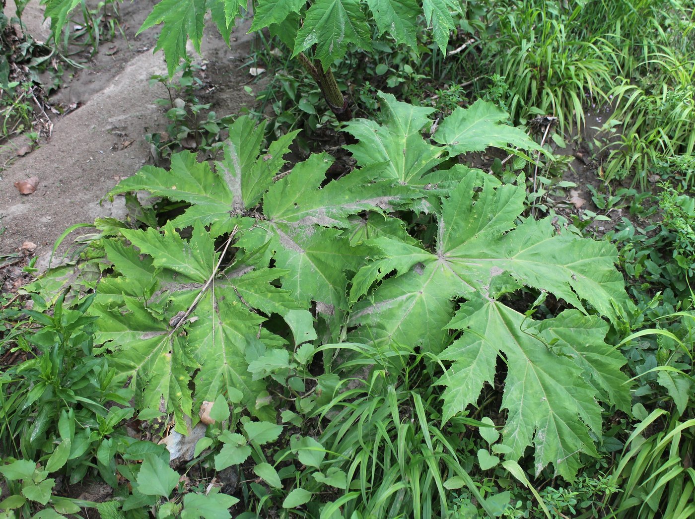 Image of Heracleum mantegazzianum specimen.