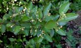 Cotoneaster lucidus