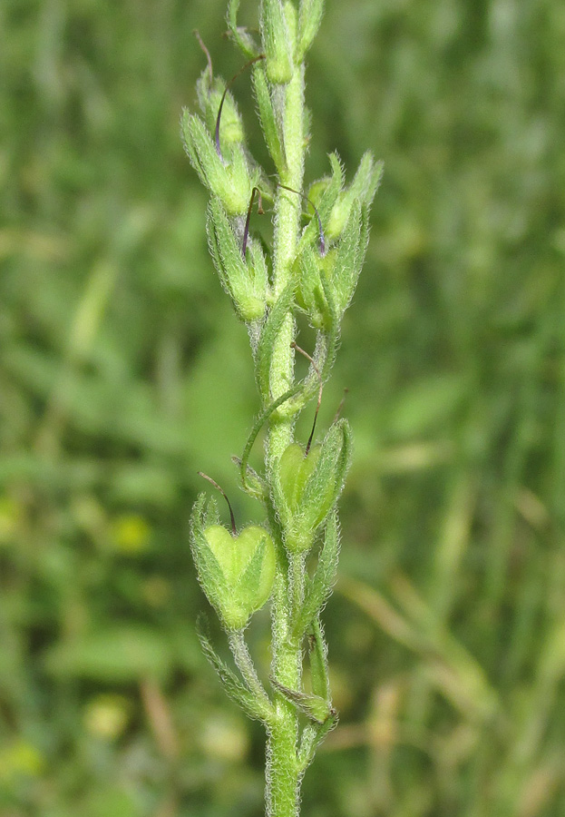 Image of Veronica jacquinii specimen.