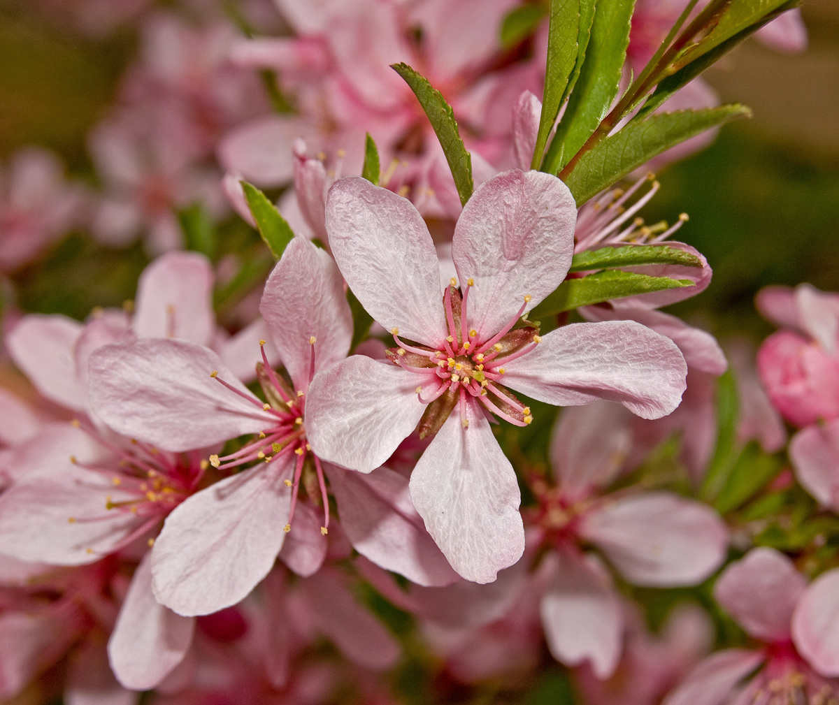 Изображение особи Amygdalus nana.