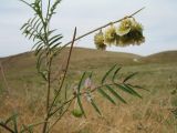 Onobrychis pulchella