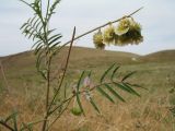 Onobrychis pulchella. Верхушка плодоносящего и цветущего растения. Южный Казахстан, Сырдарьинский Каратау, горы Улькунбурултау, ≈ 750 м н.у.м., сухая степь. 31 мая 2018 г.