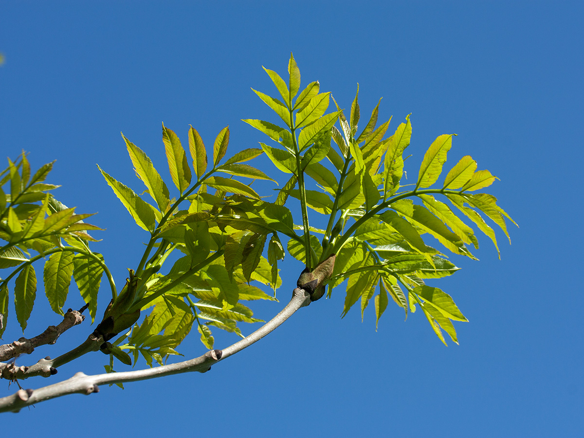 Изображение особи Fraxinus excelsior.