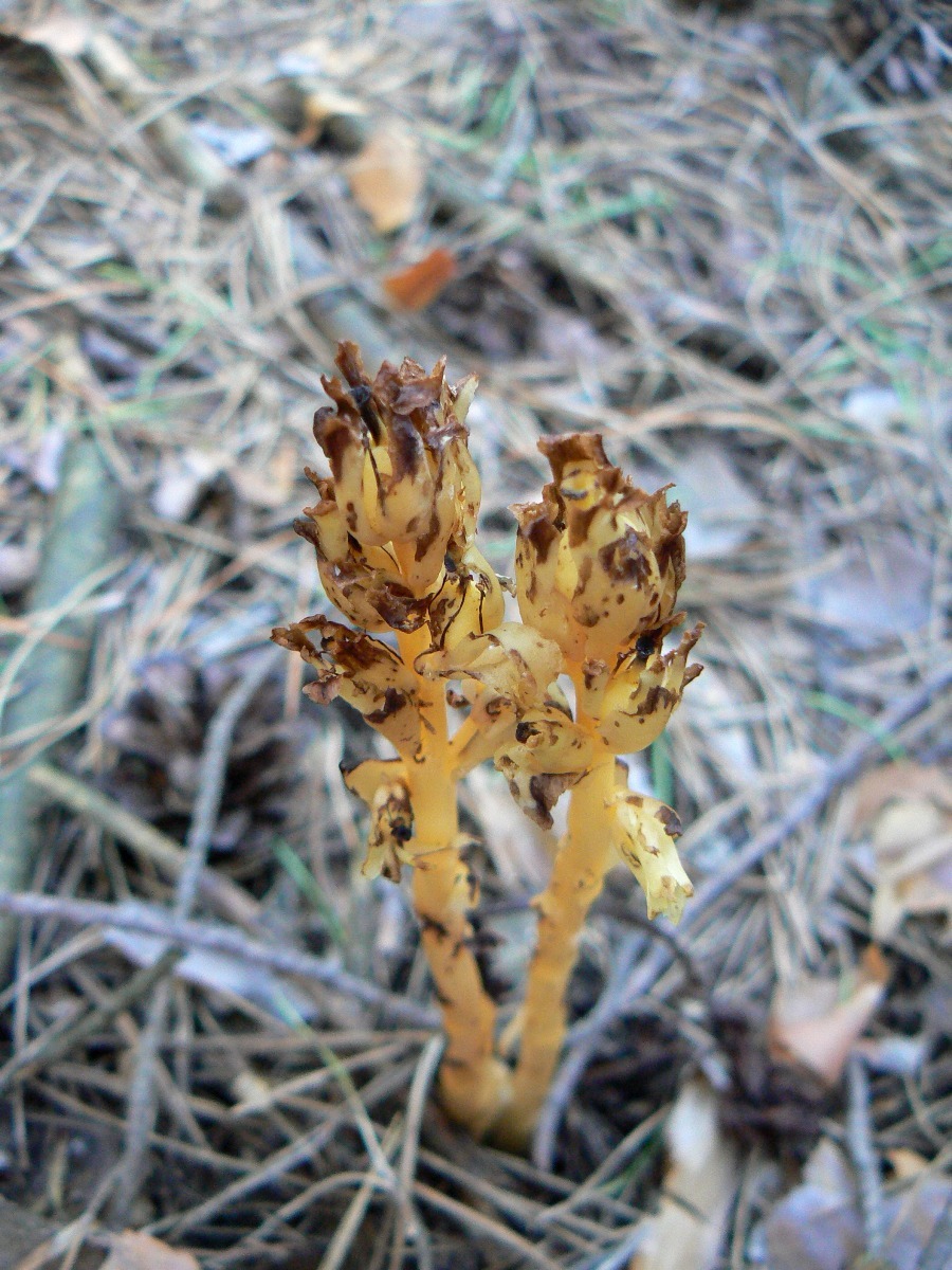 Image of Hypopitys monotropa specimen.