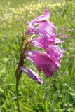 Gladiolus tenuis. Соцветие. Горный Крым, яйла Тырке. 13 июля 2008 г.