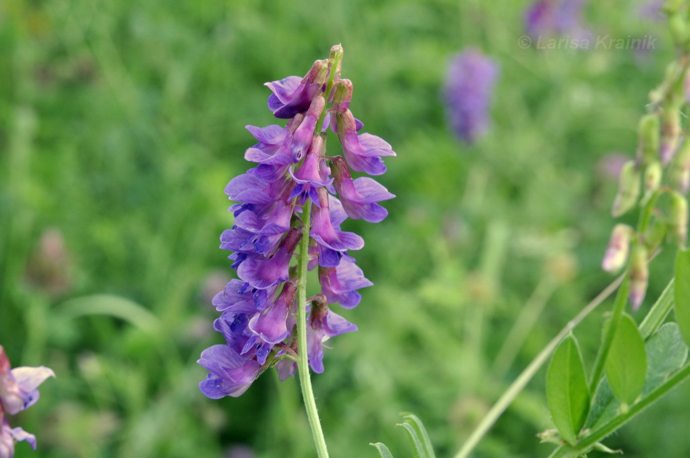 Image of Vicia amoena specimen.